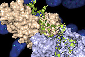 Un bisturí molecular capaç de regenerar ADN