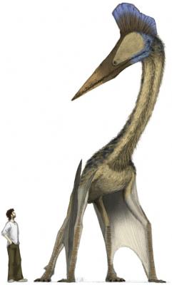 Un Pterosaure del Brasil