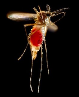 Un mosquit va sobreviure 18 mesos en l'espai