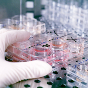 EEUU aixeca les restriccions sobre la investigació amb cel·lules mare