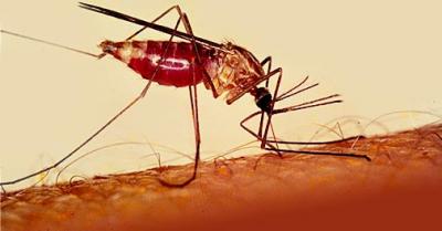 Vacuna contra la malària