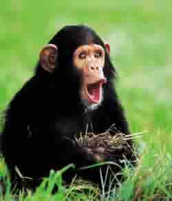 Els ximpanzés són altruistes