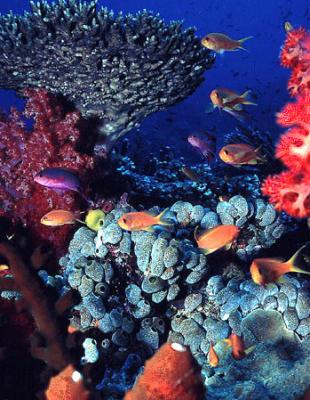 Els corals són capaços de viure més de 4000 anys