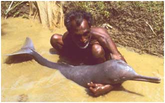 El dofí d'aigua dolça