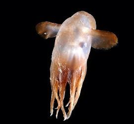 El mar esconde 17.650 nuevas especies