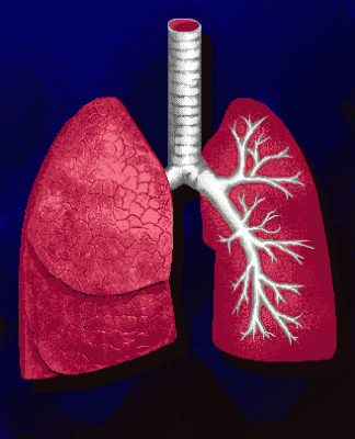 L'Hospital Porta del Ferro assoleix el primer trasplantament de pulmó tractat fora del cos.