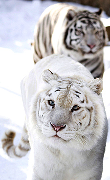 Campanya internacional per salvar el tigre de l'extinció.