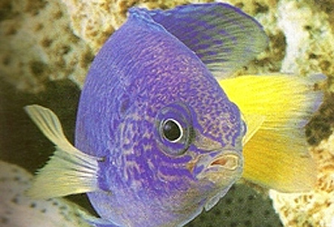 Els peixos distingeixen a altres espècies mitjançant els patrons ultraviolats dels seus rostres.