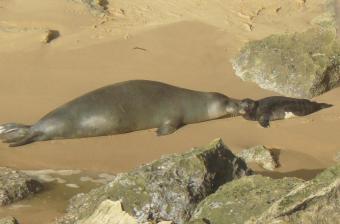 Rècord de cries de foca "monje" a Cabo Blanco