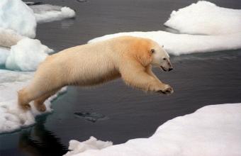 L'ós polar, amenaçat pel cambi climàtic.