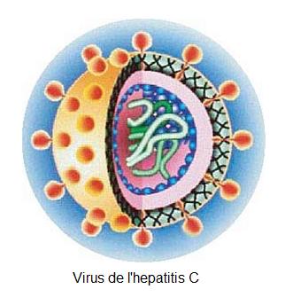 Neutralitzen el desenvolupament de l'hepatitis C i els efectes secundaris associats a la teràpia actual