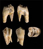 Los Ultimos Neandertales Europeos Desaparecieron Hace 37.000 Años