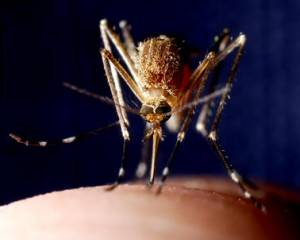 Investigacions sobre lorigen de la malària