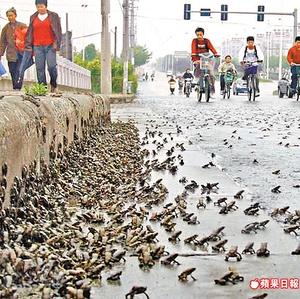 Segona invasió de diminutes granotes a Nankin, Xina