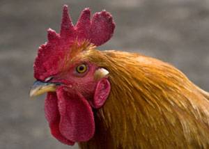 Els pollastres superen els humans en la visió de colors