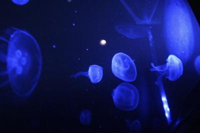 L'augment del nombre de meduses es causat per la sobreexplotació pesquera i vertits