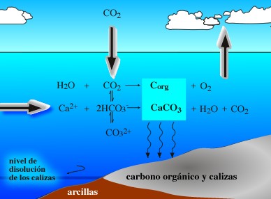 La acidificació del mar altera el cicle marítim del nitrogen