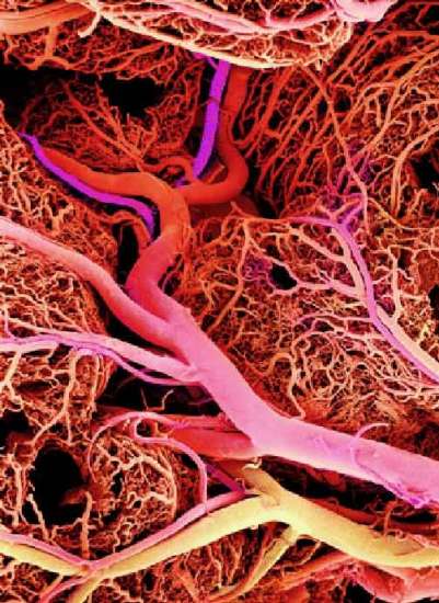 Els investigadors cultivan nous vasos sanguinis