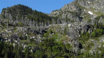 El canvi climàtic despulla les copes dels arbres del sud d'Europa