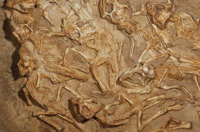 Un descobriment d'un niu amb restes fòssils de 15 cries de dinosaures Protoceratops