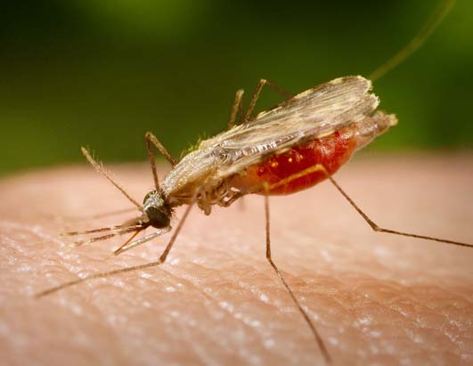 La vacuna de la Malària arribarà al 2015