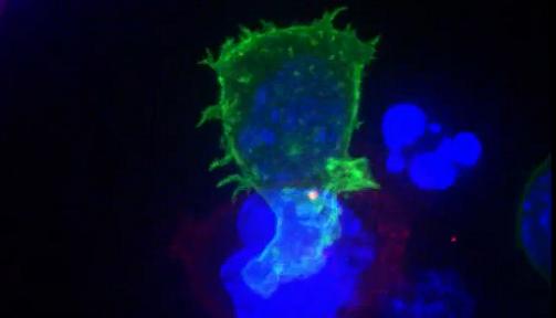 Graben l'atac d'un linfocit a una cèl·lula cancerosa