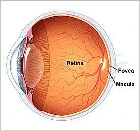 La retina, el primer òrgan en ser regenerat.