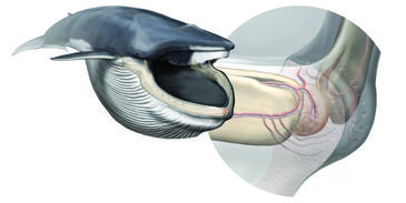 Descubren en la boca de la ballena azul un órgano para coordinar sus tragos