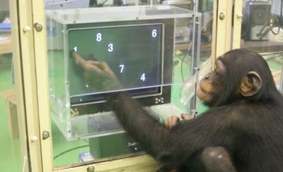 La extraordinària intel.ligència dels ximpanzes