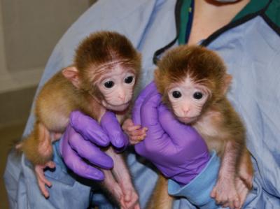 Presenten a Roku i Hex, els dos primers monos quimèrics del món.