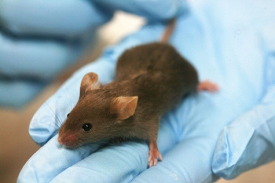 Científics han pogut restaurar la vista de ratolins cecs per mitjà d'una injecció