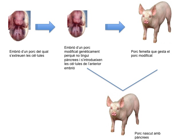 Es genera artificialment un pàncrees en un porc