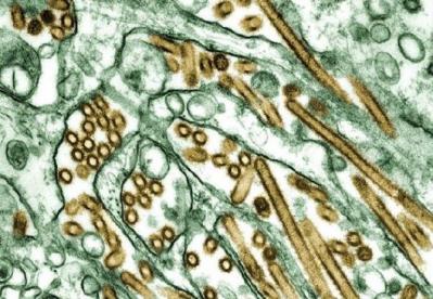 La grip aviar pot provocar una pandèmia entre humans si es donen unes mutacions determinades