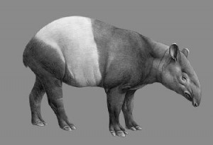Troben al Camp dels Ninots un nou esquelet sencer de tapir de fa 3,1 milions danys