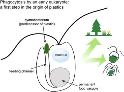 Important pas en l'evolució de la fotosíntesi
