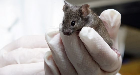 La solitud perllongada deteriora el cervell dels ratolins