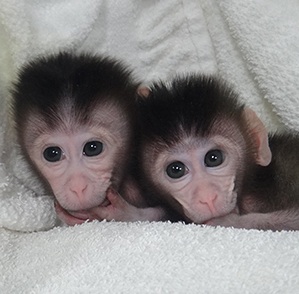 2 monos que pueden revolucionar la medicina.