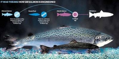 El Canadà fa el primer pas per la comercialització de salmó transgènic.