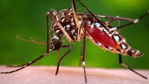 Mosquits transgènics contra el Dengue