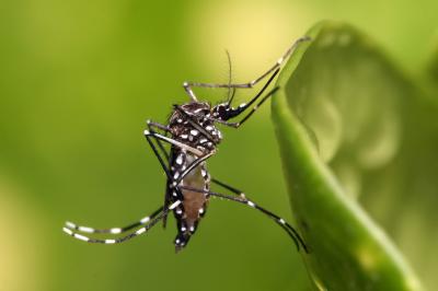A punt de ser alliberats al Brasil els primers mosquits transgènics