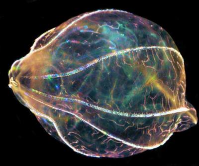 la investigació dels "aliens del mar" podrien ser la cura de malalties degeneratives del cervell
