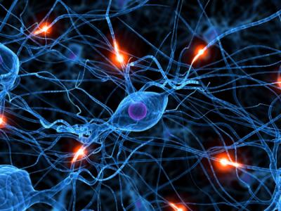 La aparició de neurones noves borra records de l infància