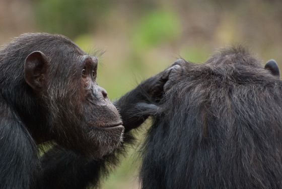 La violència sexista en els ximpanzés