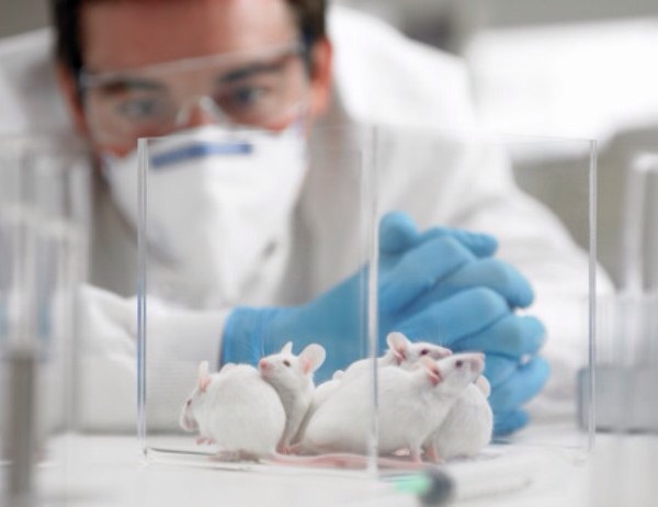 Aconsegueixen rejovenir cervells de ratolins adults