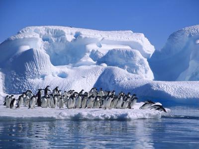 L'Antàrtida en perill